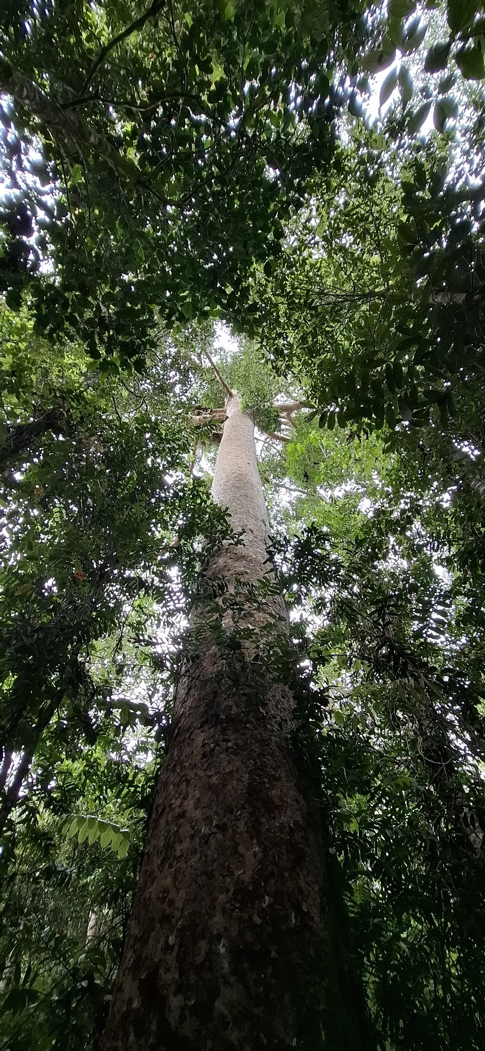 South Queensland kauri (Agathis robusta), photograph