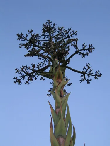 Photo: (c) zebedeugalinha, some rights reserved (CC BY) · cc-by · via iNaturalist Agave (Agave americana), photograph