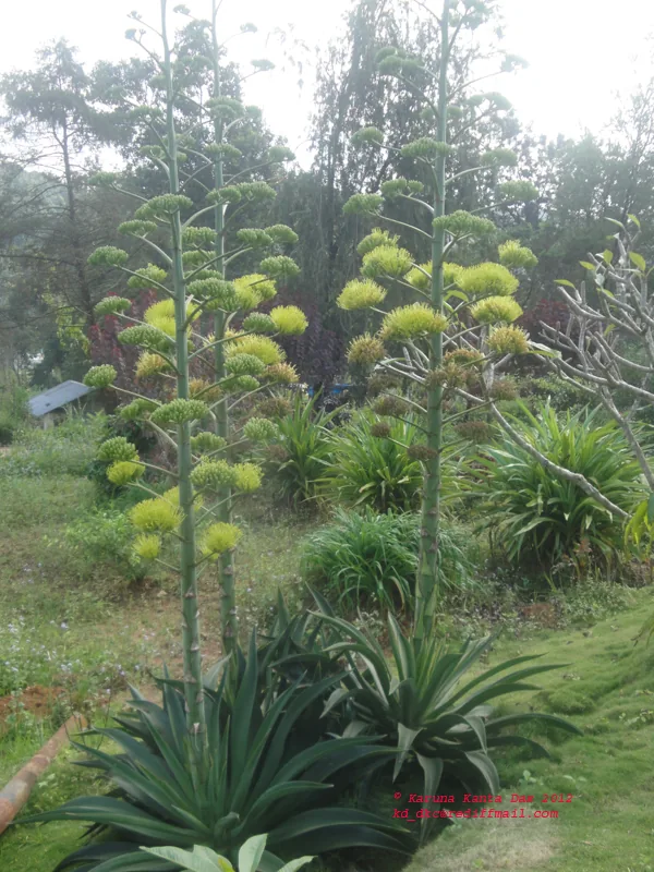 Agave (Agave americana), photograph