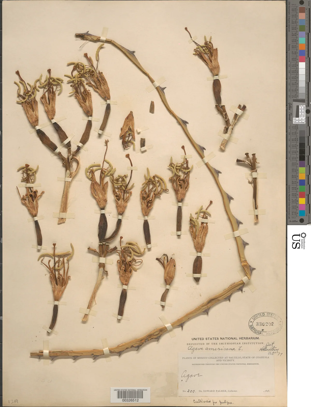 Agave (Agave americana), photograph