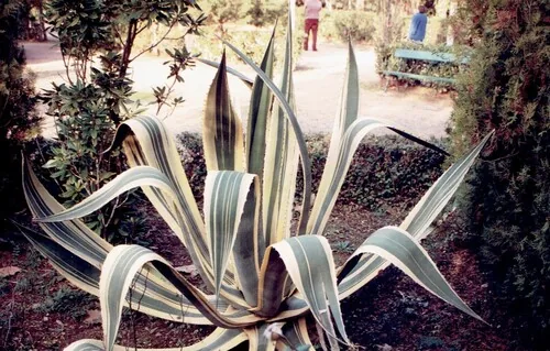 Photo: (c) zebedeugalinha, some rights reserved · CC BY · via iNaturalist agave (Agave americana), photograph