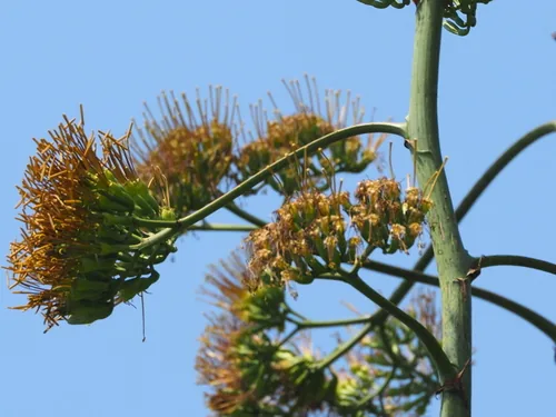 Photo: no rights reserved · cc0 · via iNaturalist Sisal Hemp (Agave sisalana), photograph