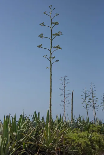 sisal hemp (Agave sisalana), photograph