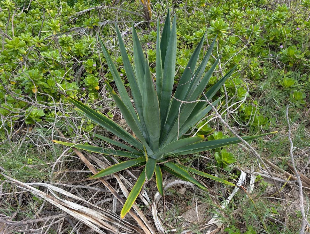 Sisal Hemp (Agave sisalana), photograph