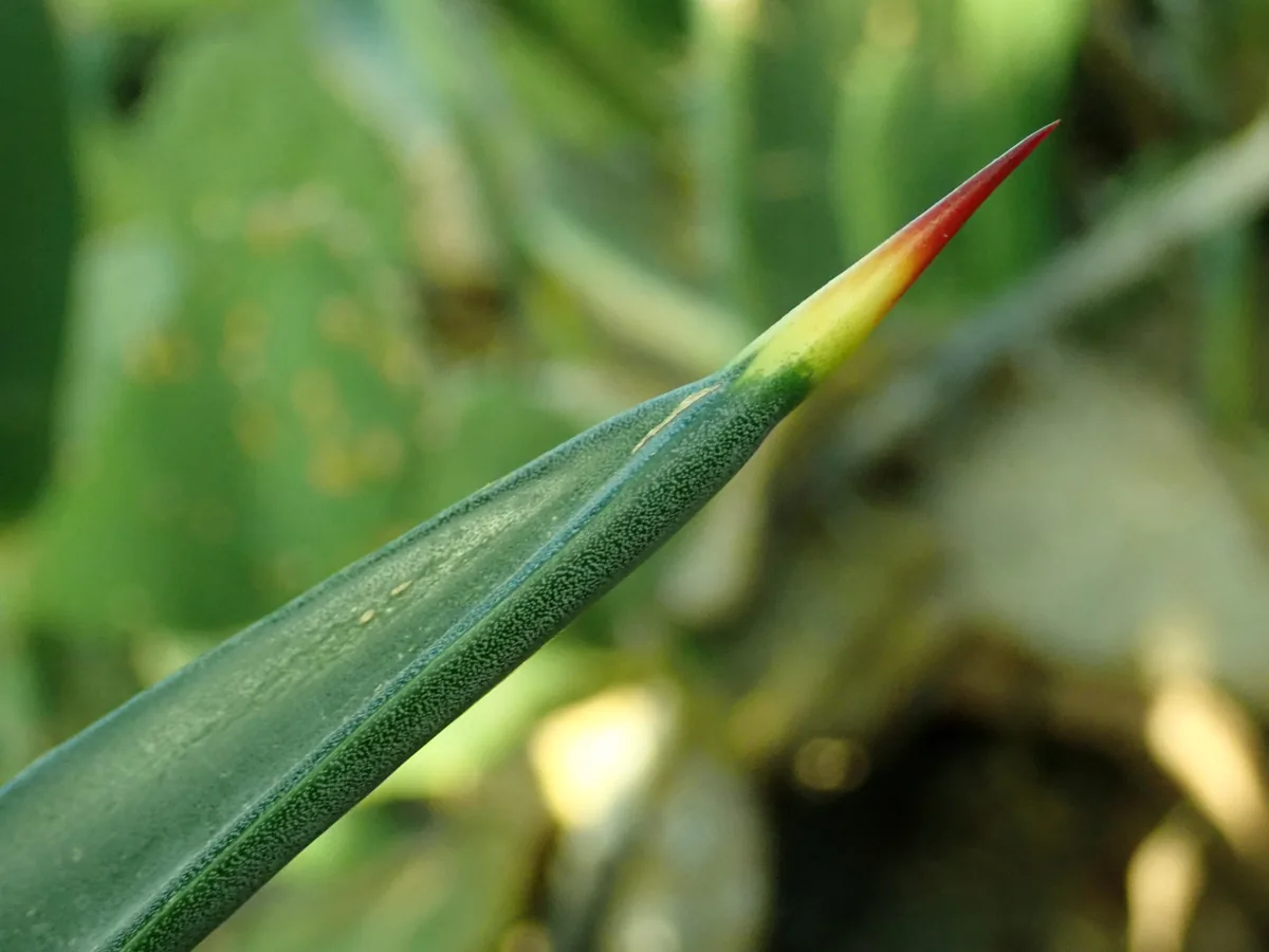 Sisal Hemp (Agave sisalana), photograph
