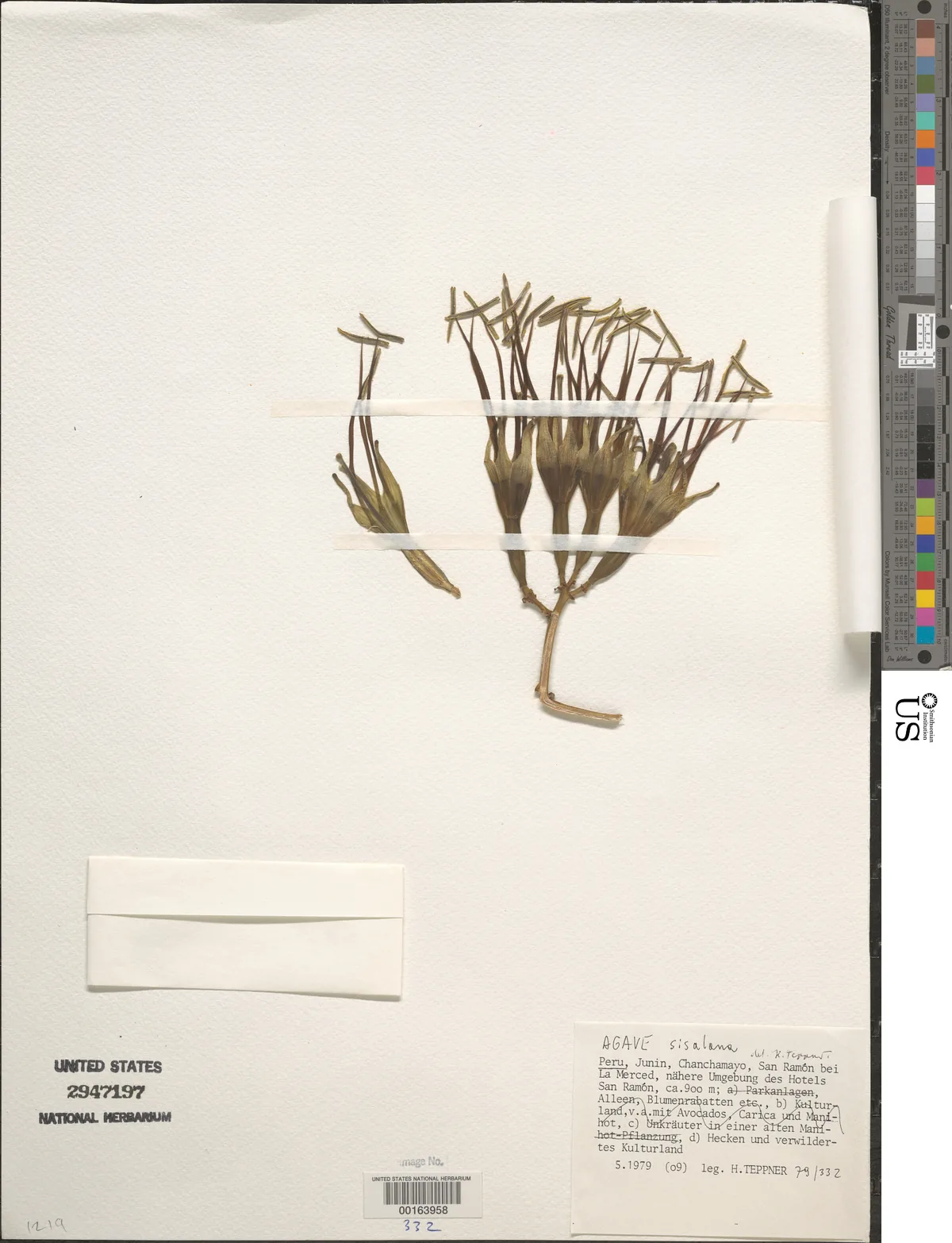 Sisal Hemp (Agave sisalana), photograph