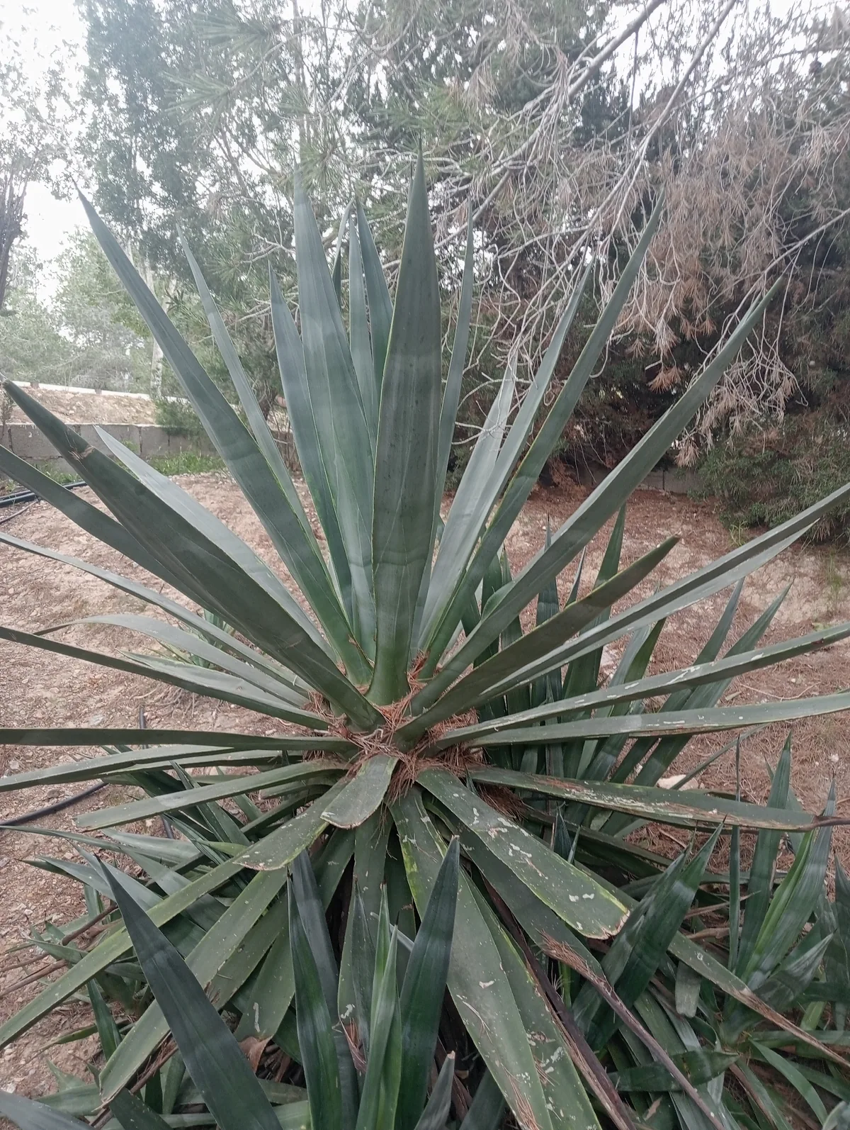 Sisal Hemp (Agave sisalana), photograph