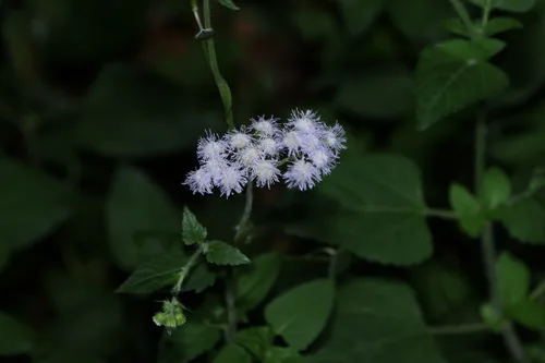 ageratum (Ageratum houstonianum), photograph
