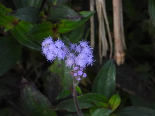 ageratum (Ageratum houstonianum), photograph