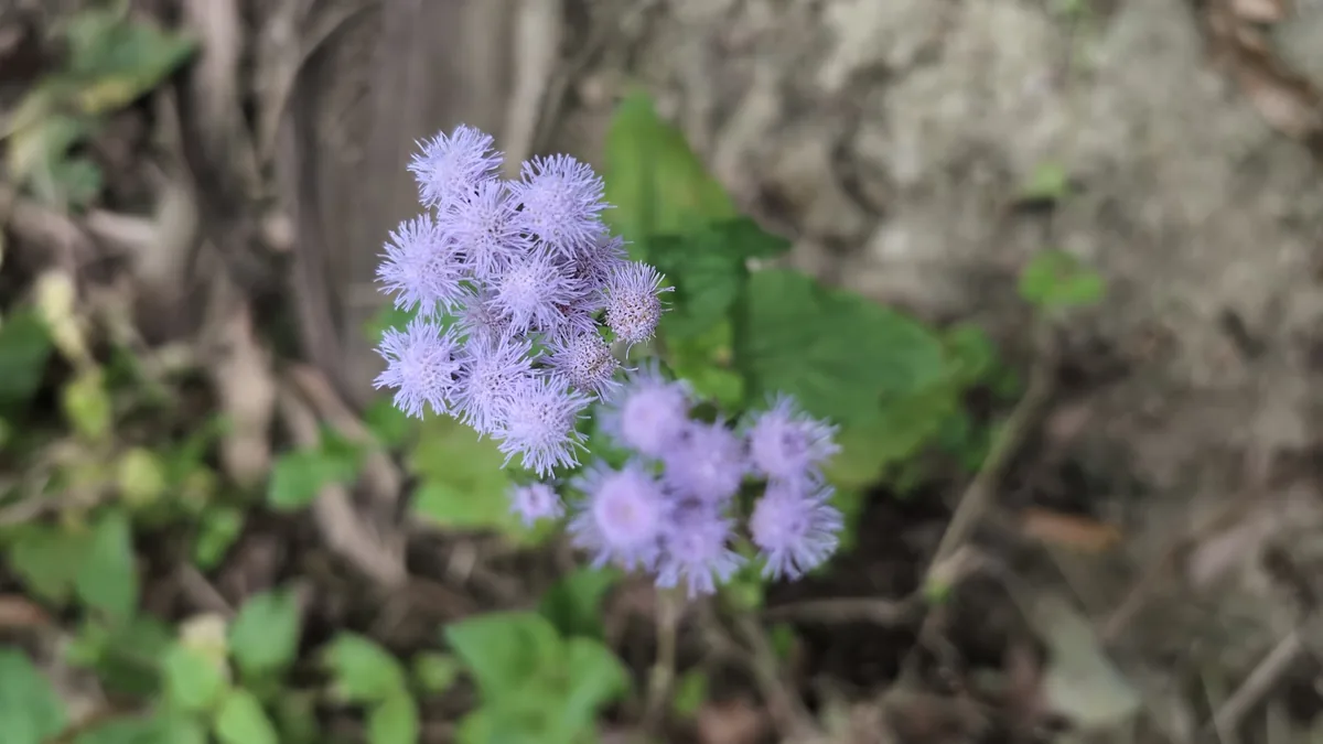 Photo: 烏衣行, via iNaturalist · CC0 · via GBIF ageratum (Ageratum houstonianum), photograph