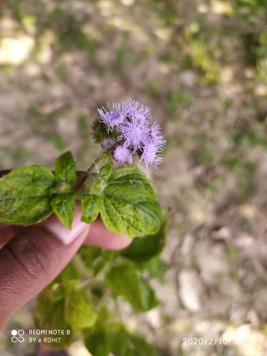 ageratum (Ageratum houstonianum), photograph