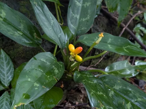 Chinese Evergreen (Aglaonema commutatum), photograph