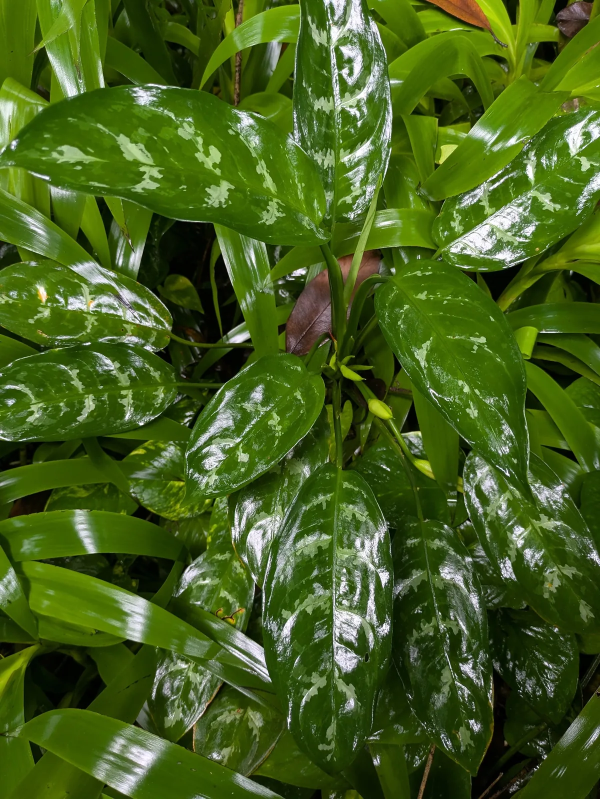 Photo: Eric Knight, via iNaturalist · CC BY · via GBIF Chinese Evergreen (Aglaonema commutatum), photograph
