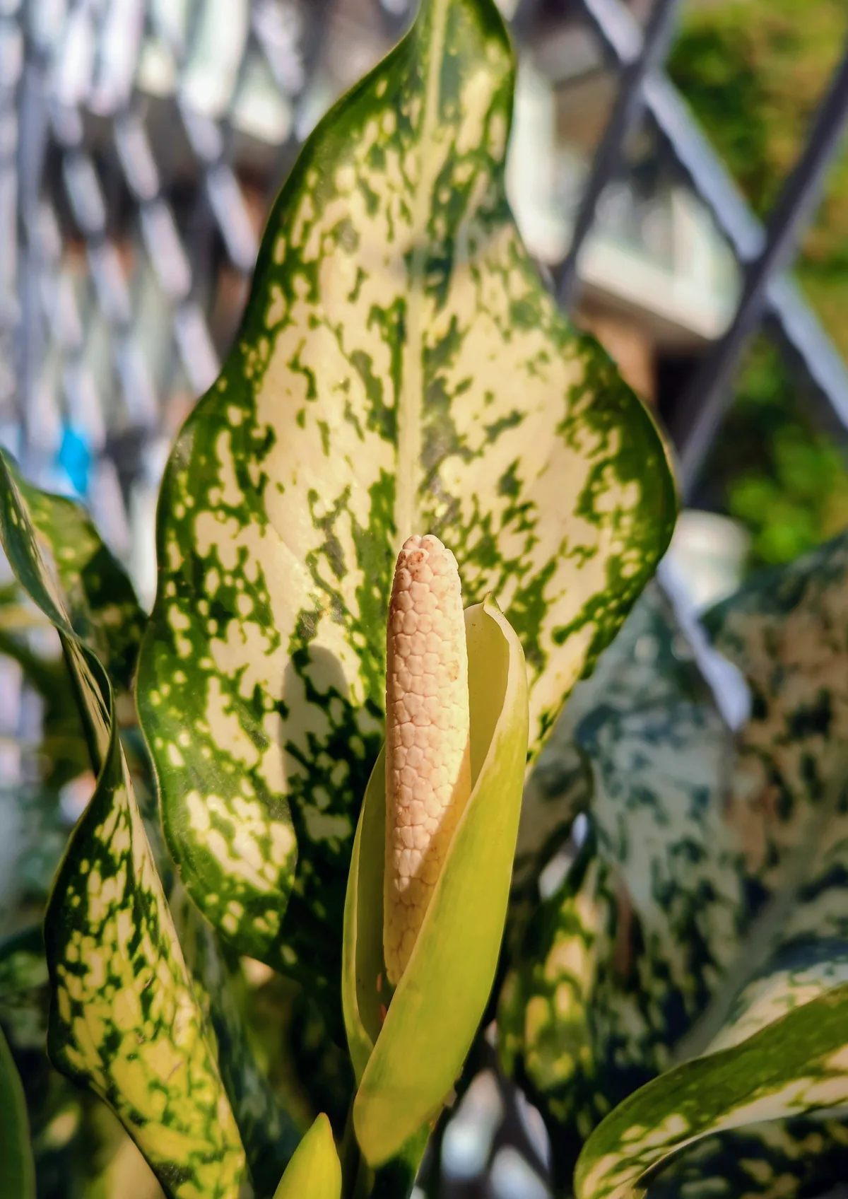 Chinese Evergreen (Aglaonema commutatum), photograph