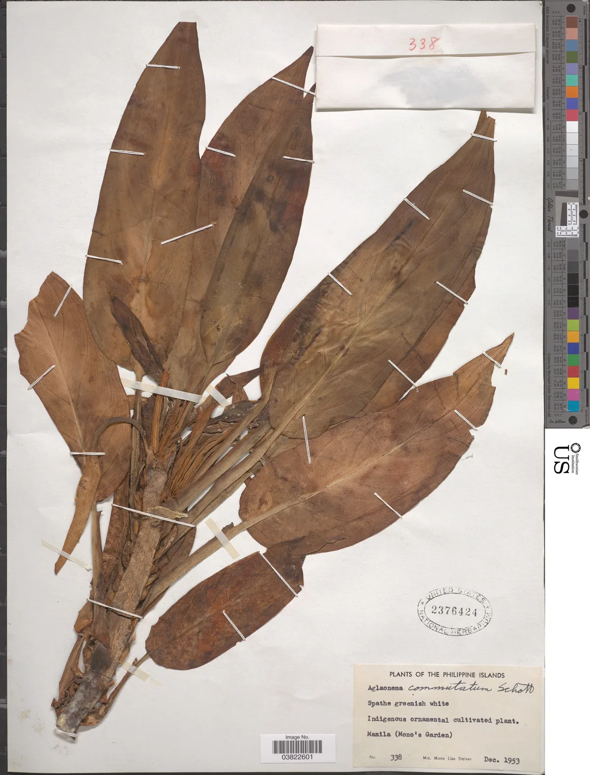Chinese Evergreen (Aglaonema commutatum), photograph