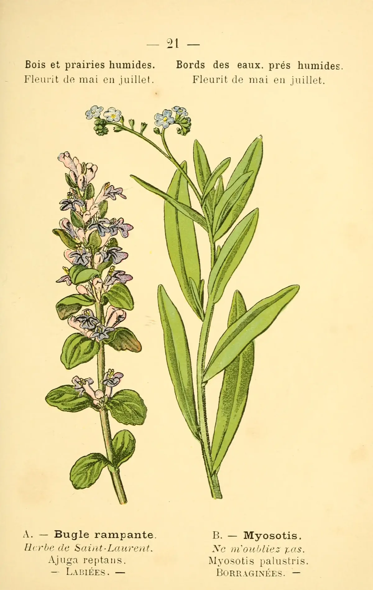 Ajuga (Ajuga reptans), botanical illustration