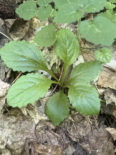 Photo: no rights reserved · cc0 · via iNaturalist Ajuga (Ajuga reptans), photograph