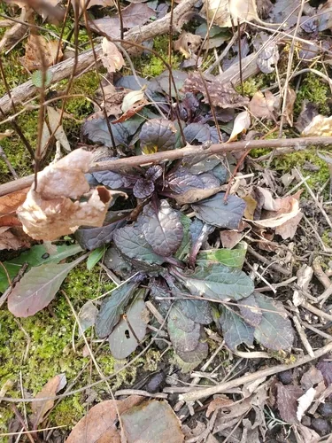 Ajuga (Ajuga reptans), photograph