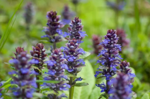 Photo: (c) Codrin Bucur, some rights reserved · CC BY · via iNaturalist ajuga (Ajuga reptans), photograph