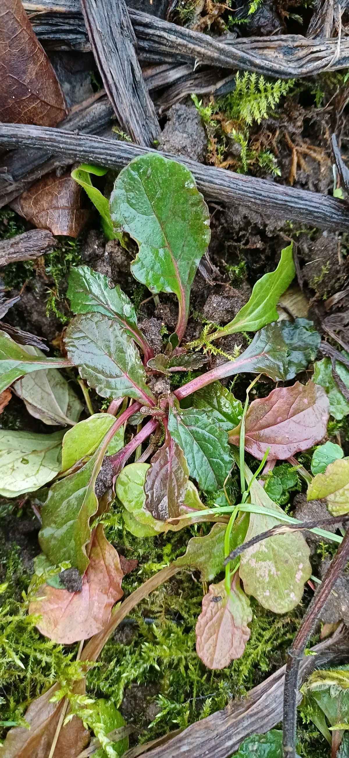 Ajuga (Ajuga reptans), photograph