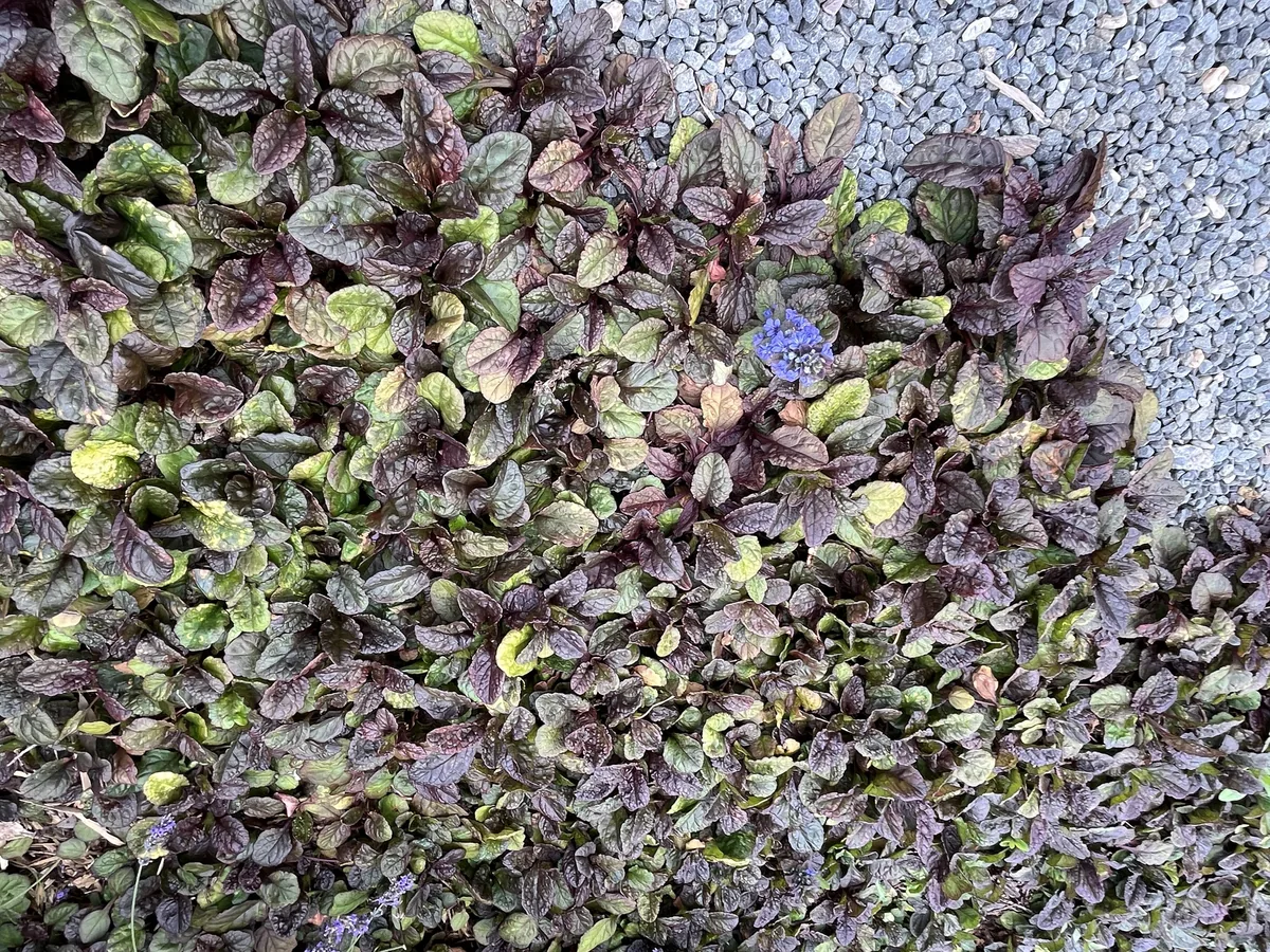Ajuga (Ajuga reptans), photograph