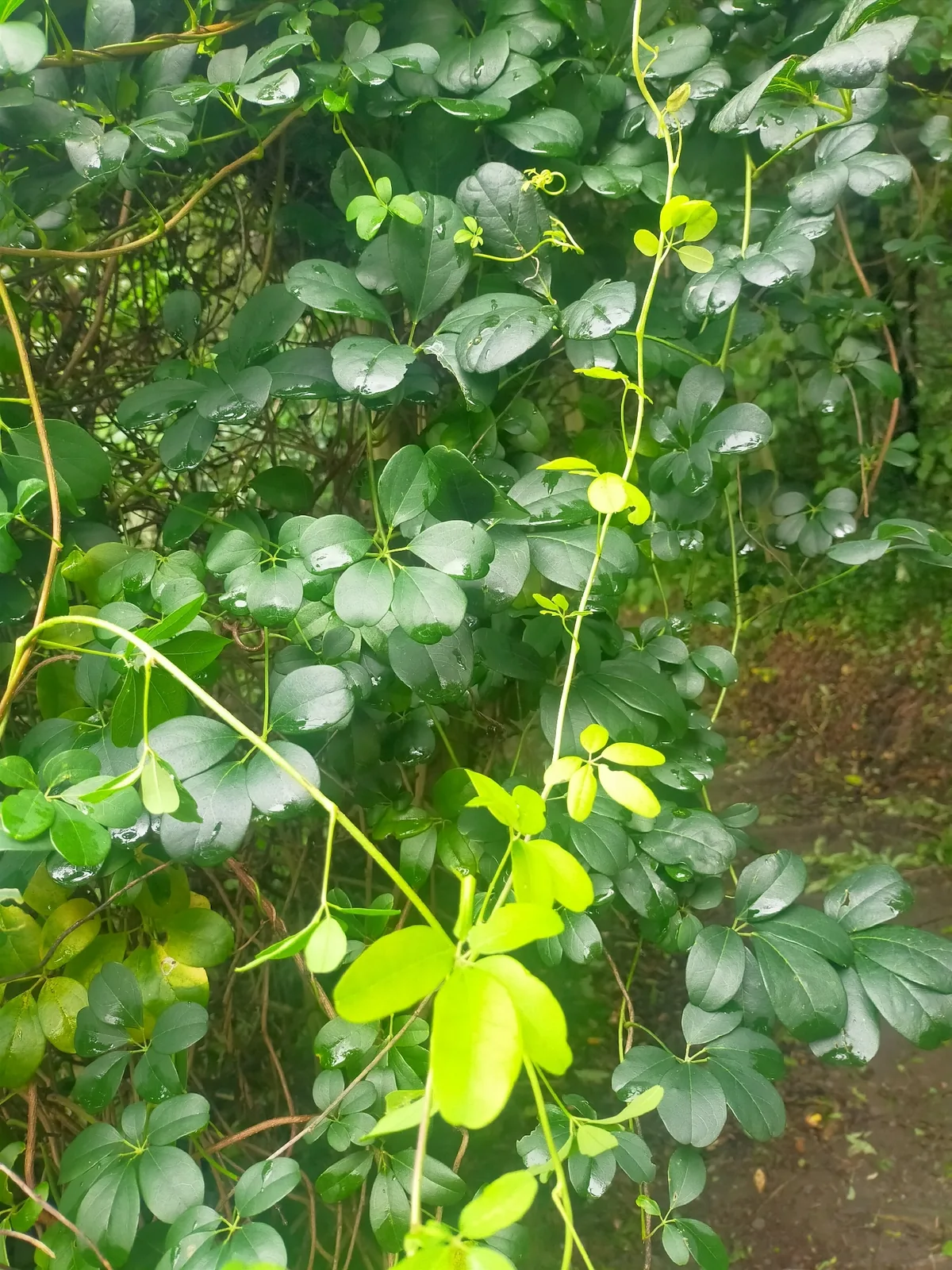 chocolate vine (Akebia quinata), photograph