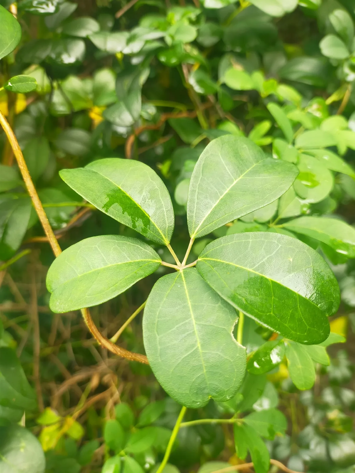 chocolate vine (Akebia quinata), photograph