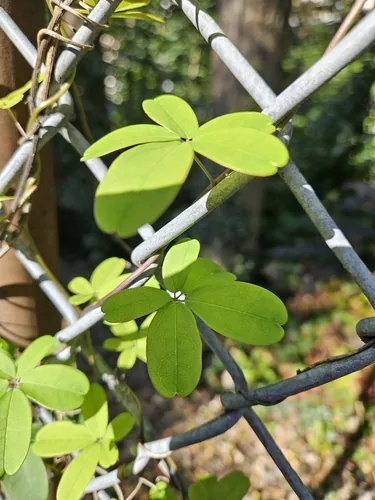 chocolate vine (Akebia quinata), photograph