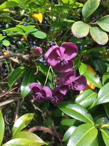 Photo: (c) Stephen Thorpe, some rights reserved · CC BY · via iNaturalist chocolate vine (Akebia quinata), photograph