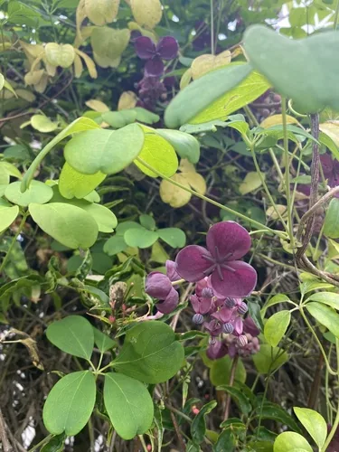 chocolate vine (Akebia quinata), photograph