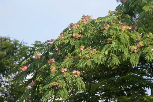 Photo: (c) WATANABE Hitoshi 渡辺仁, some rights reserved · CC BY · via iNaturalist mimosa (Albizia julibrissin), photograph