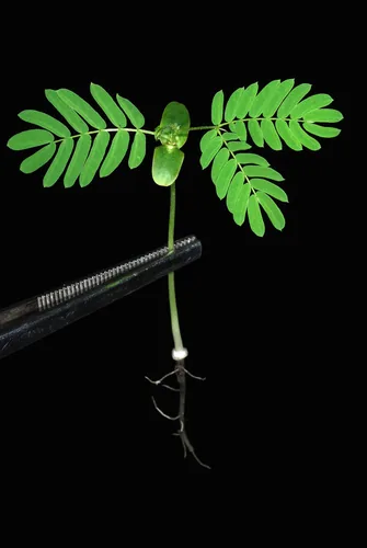 mimosa (Albizia julibrissin), photograph