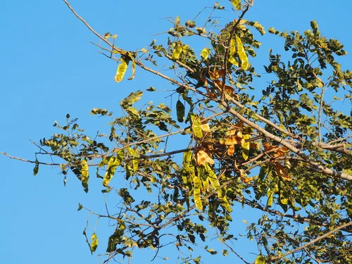 Lebbek Tree (Albizia lebbeck), photograph