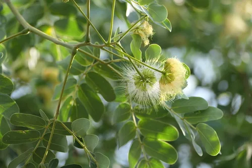 Photo: (c) Dinesh Valke, some rights reserved · CC BY-SA · via iNaturalist lebbek tree (Albizia lebbeck), photograph