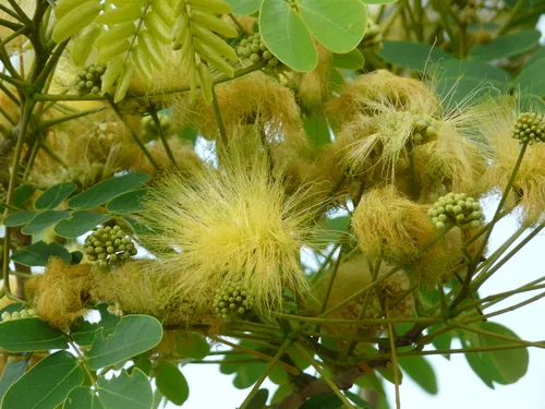 Lebbek Tree (Albizia lebbeck), photograph