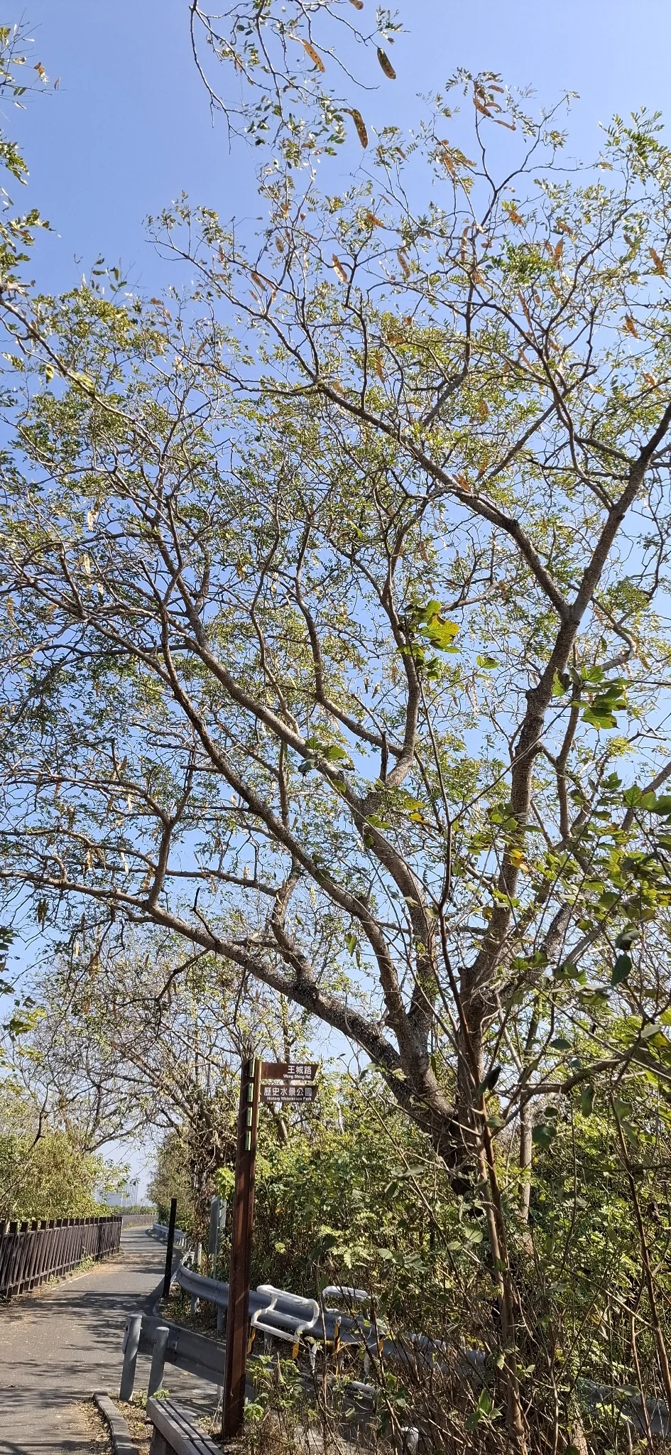 Lebbek Tree (Albizia lebbeck), photograph