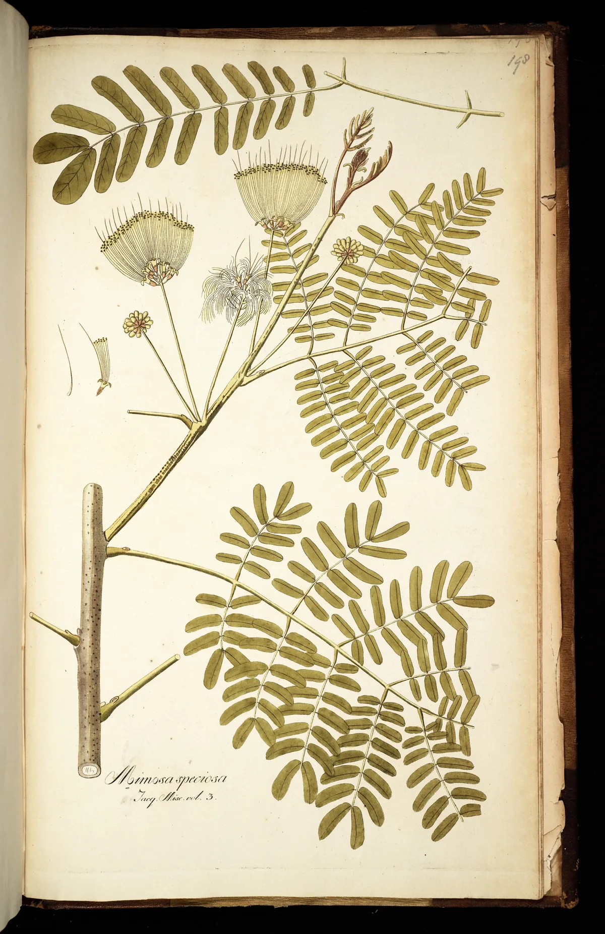 Lebbek Tree (Albizia lebbeck), botanical illustration