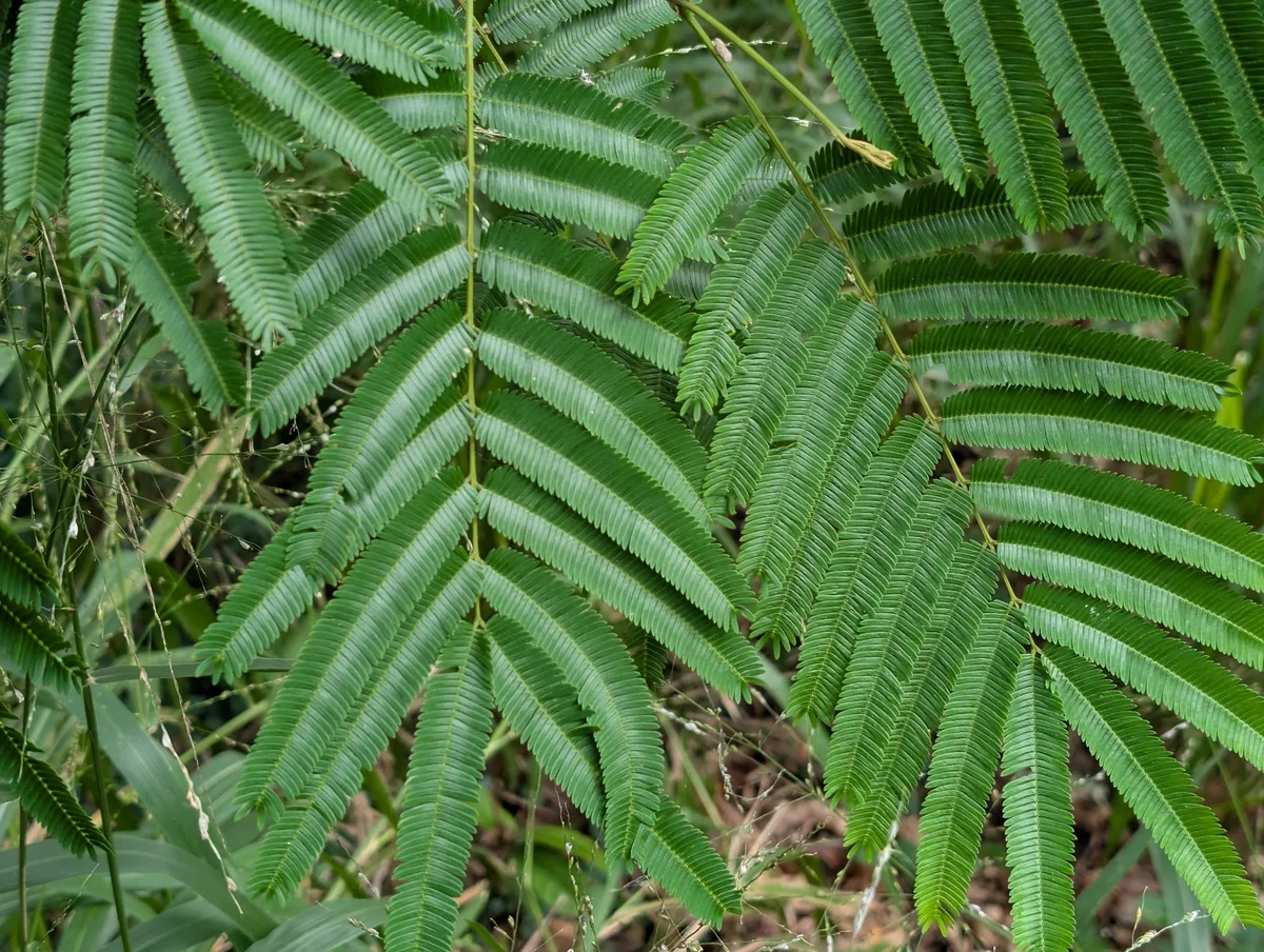 tamalini (Albizia stipulata), photograph