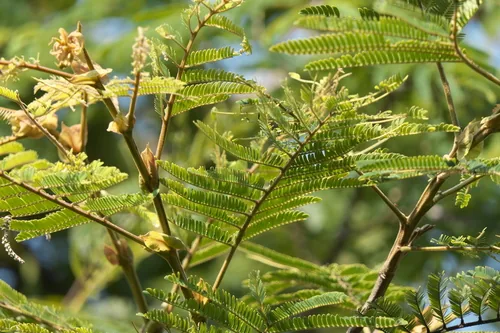 Photo: (c) Dinesh Valke, some rights reserved · CC BY-SA · via iNaturalist tamalini (Albizia stipulata), photograph