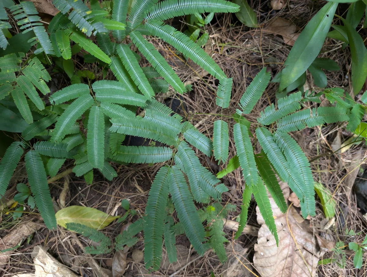tamalini (Albizia stipulata), photograph