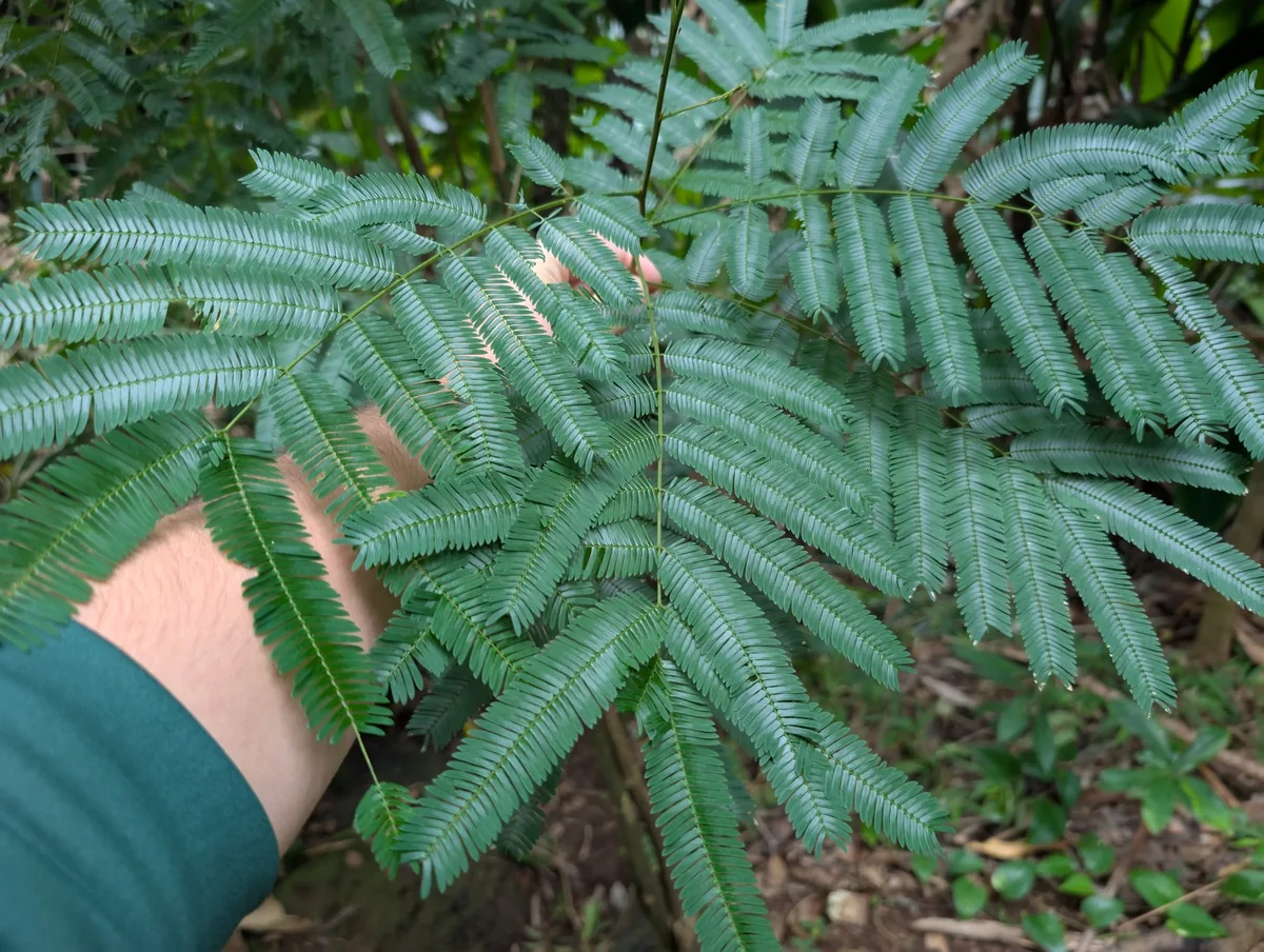 tamalini (Albizia stipulata), photograph