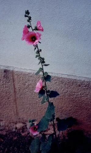 Photo: (c) zebedeugalinha, some rights reserved · CC BY · via iNaturalist hollyhock (Alcea rosea), photograph