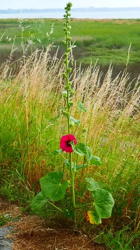 hollyhock (Alcea rosea), photograph