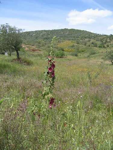 hollyhock (Alcea rosea), photograph