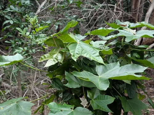 Candlenut (Aleurites moluccana), photograph