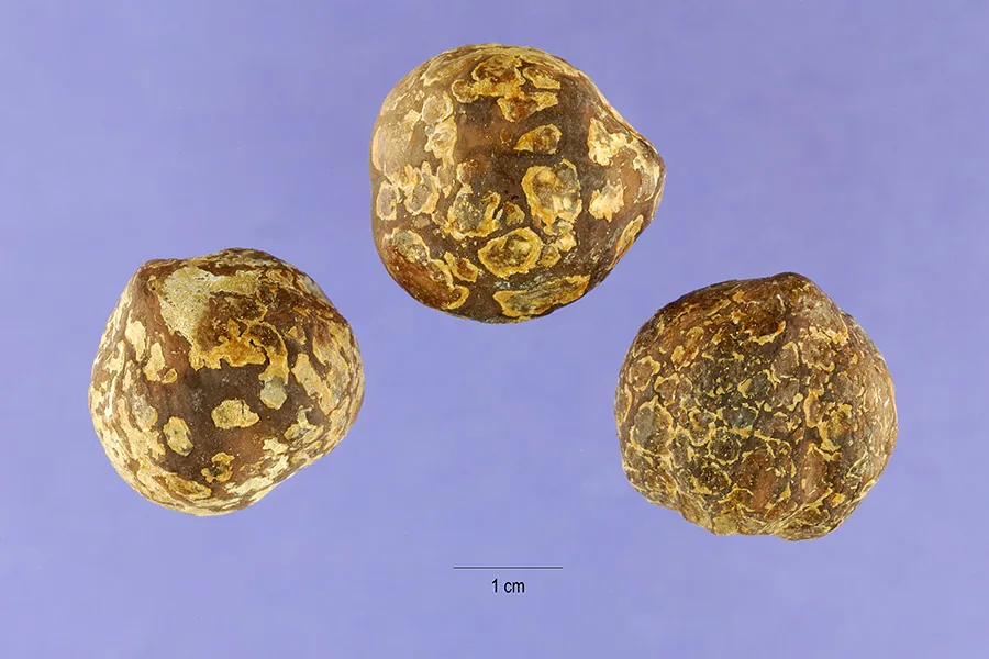 Candlenut (Aleurites moluccana), photograph