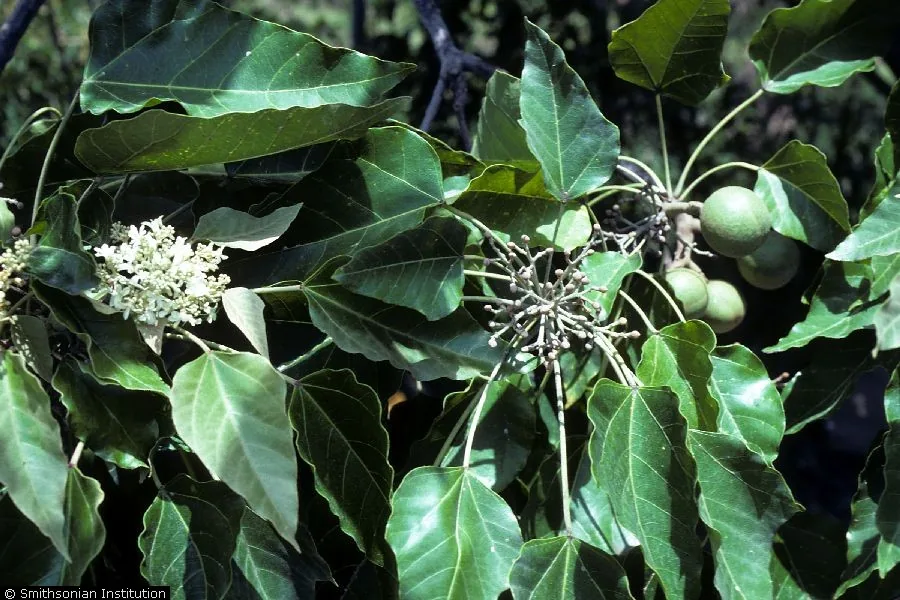Candlenut (Aleurites moluccana), photograph