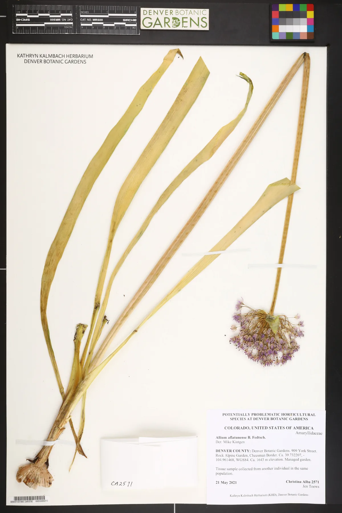 Photo: Kathryn Kalmbach Herbarium · CC0 · via GBIF Allium (Allium aflatunense), photograph