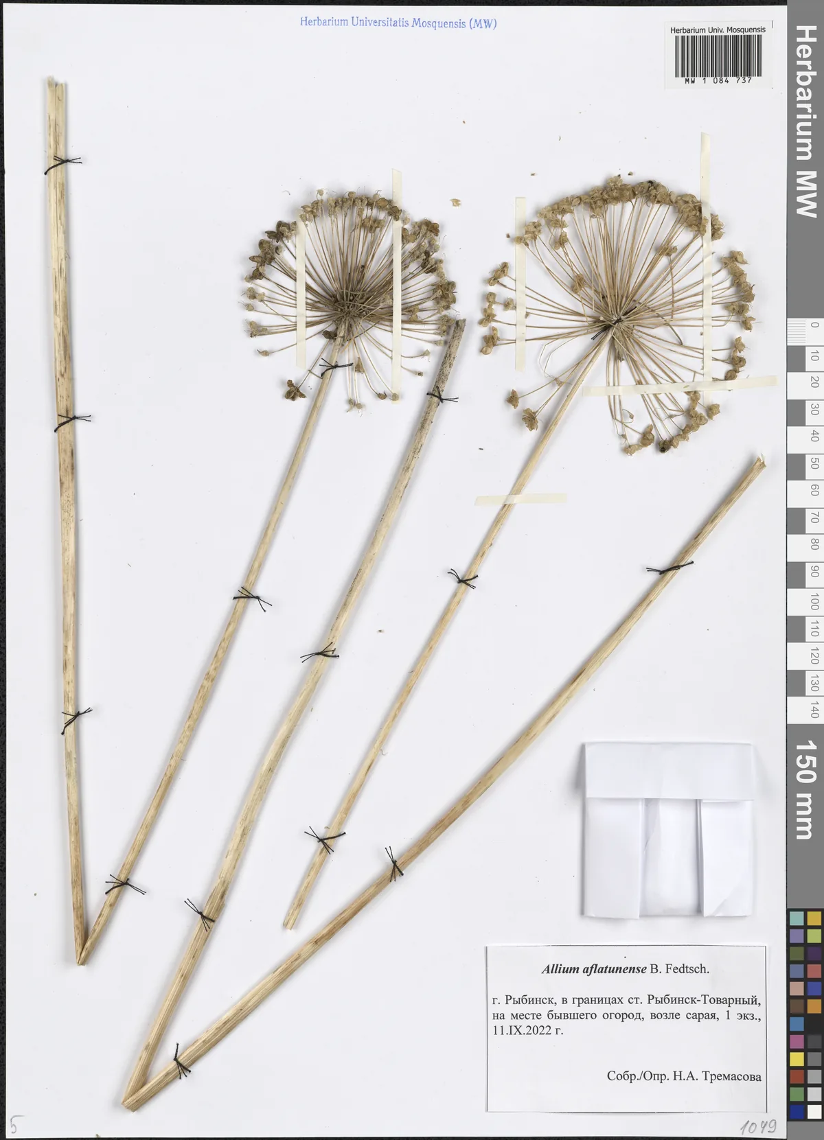 Allium (Allium aflatunense), photograph