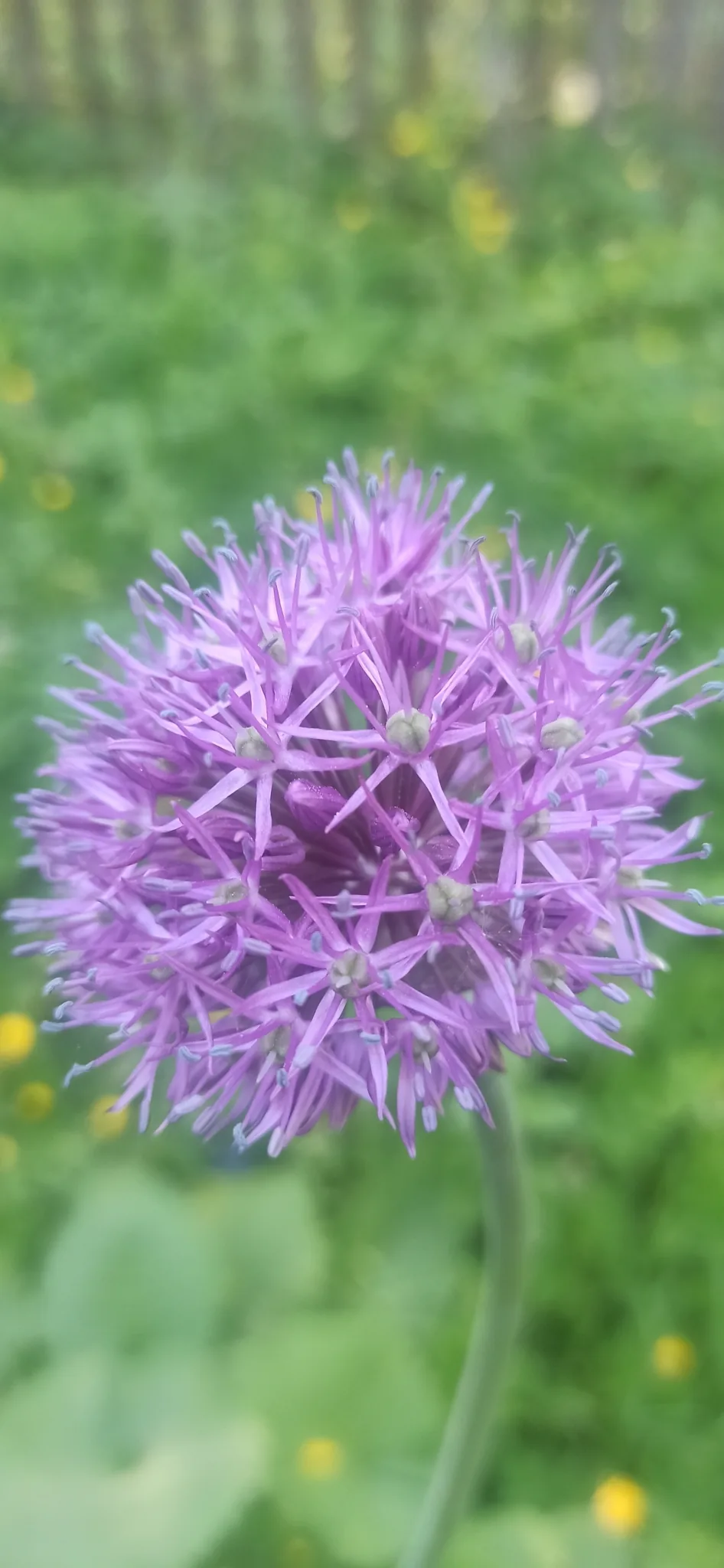 allium (Allium aflatunense), photograph